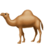 Одногорбый верблюд